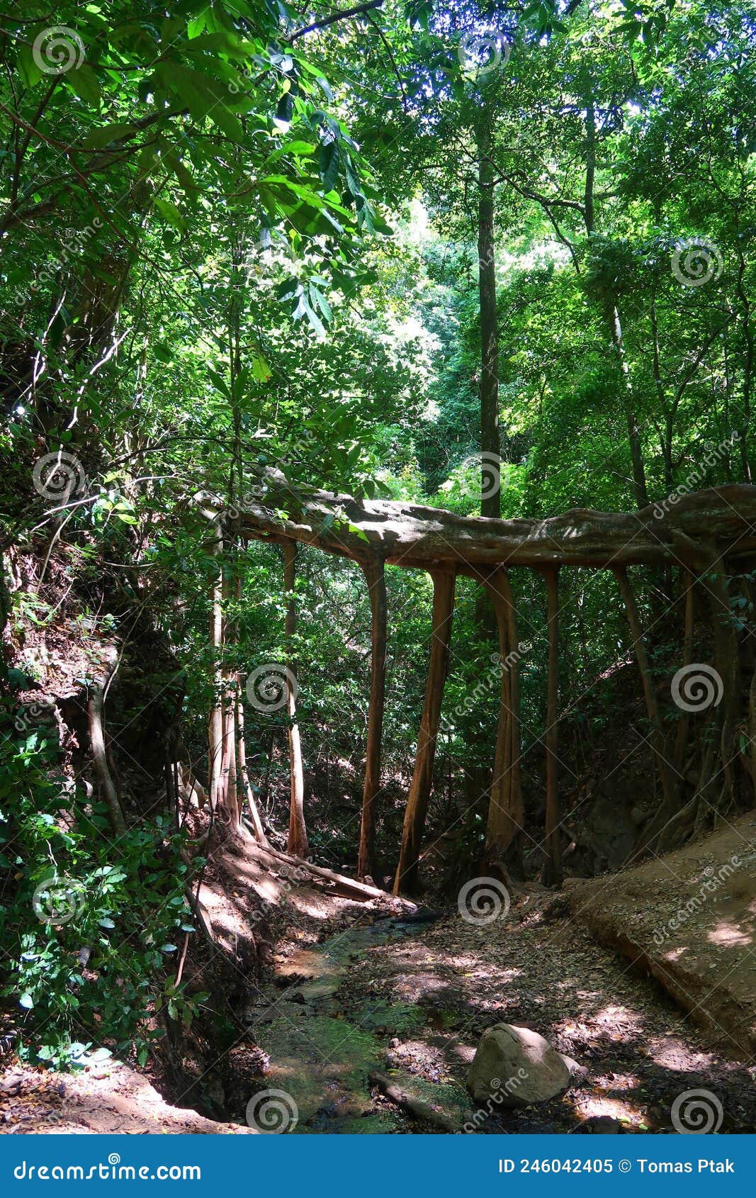 natural roots bridge from ficus la raiz in monteverde, costa rica