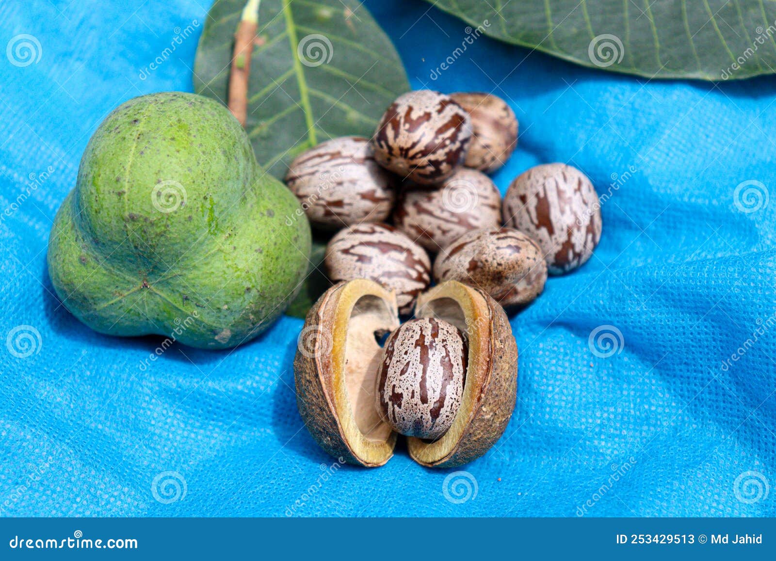 Natural Rubber Fruit with Seed Stock Image Image of plantation