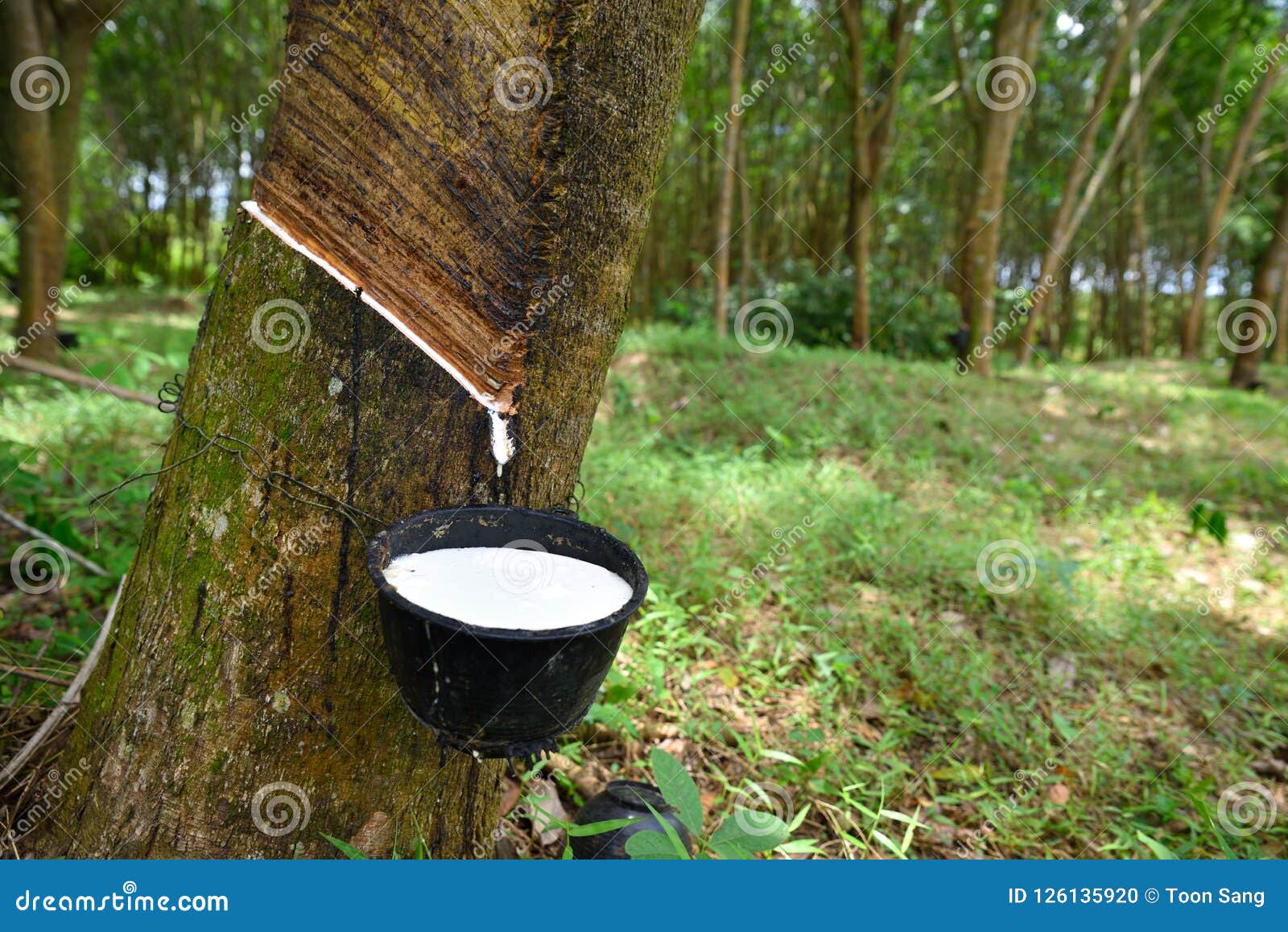 natural rubber latex trapped from rubber tree,