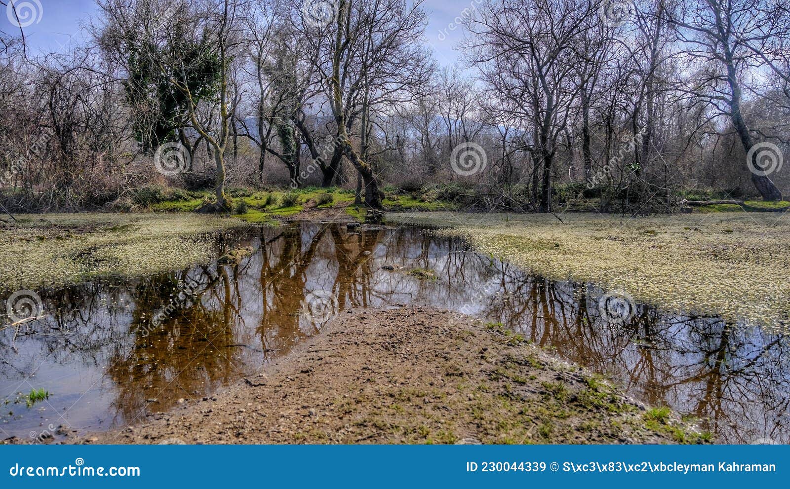 natural scene in floodplain forest in karacabey bursa.