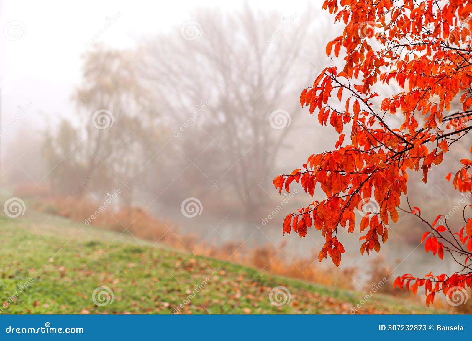 natural scene of a foggy day framed by red leaves in the foreground.