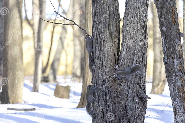 Eastern Grey Squirrel Mating Squirrels. Stock Photo Image of