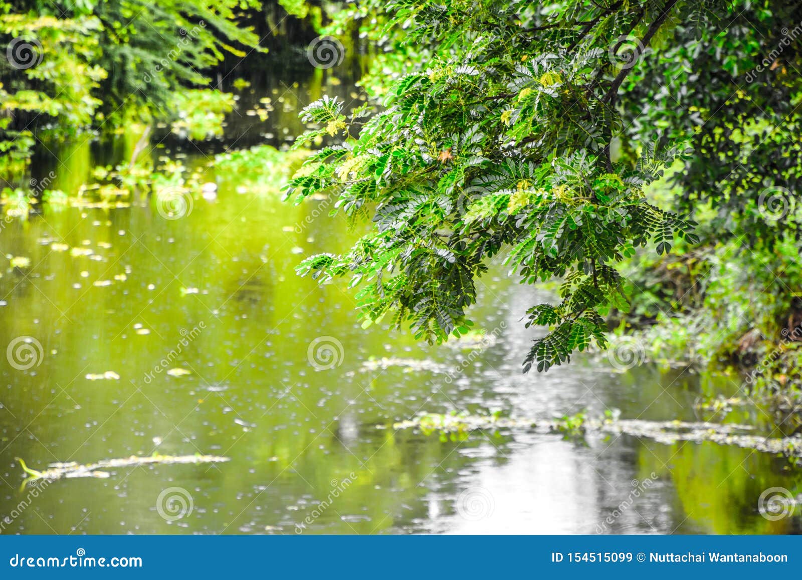 Natural Scenery in the Canal during Rainy Season, Afternoon Atmosphere ...