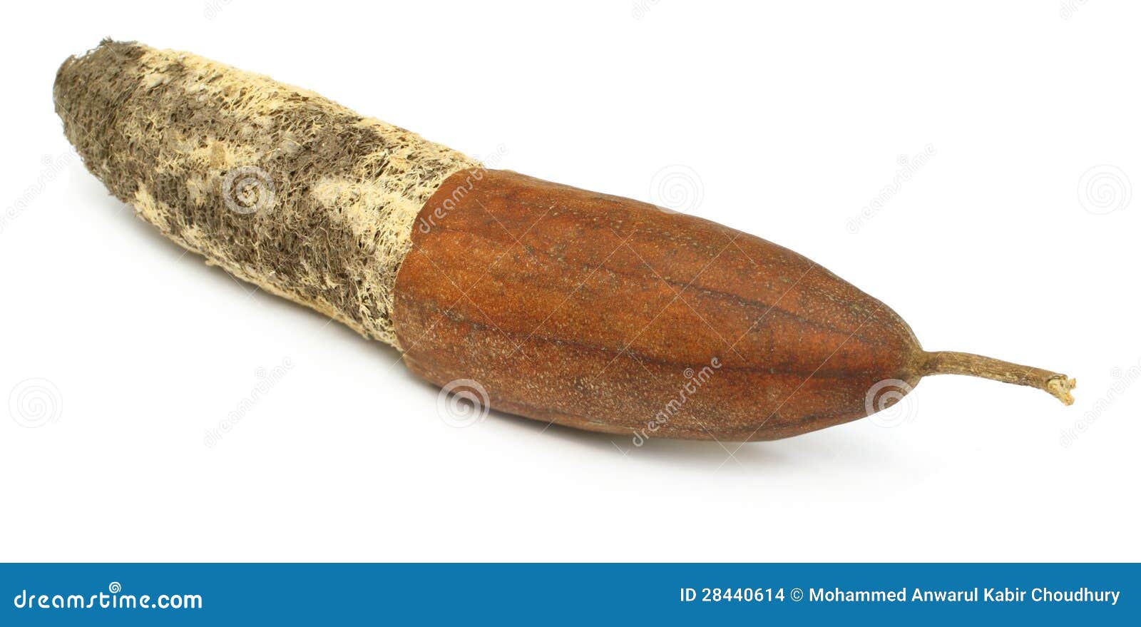 Natural Scrubber of Dried Ridge Gourd Stock Photo Image of housekeeping, dish 28440614