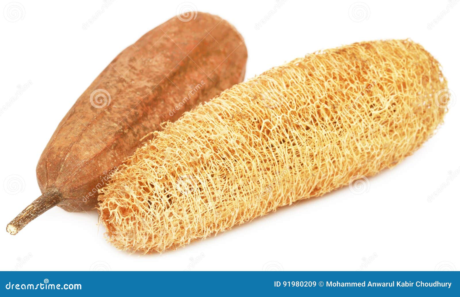 Natural Scrubber of Dried Ridge Gourd Stock Image Image of sanitary, mesh 91980209