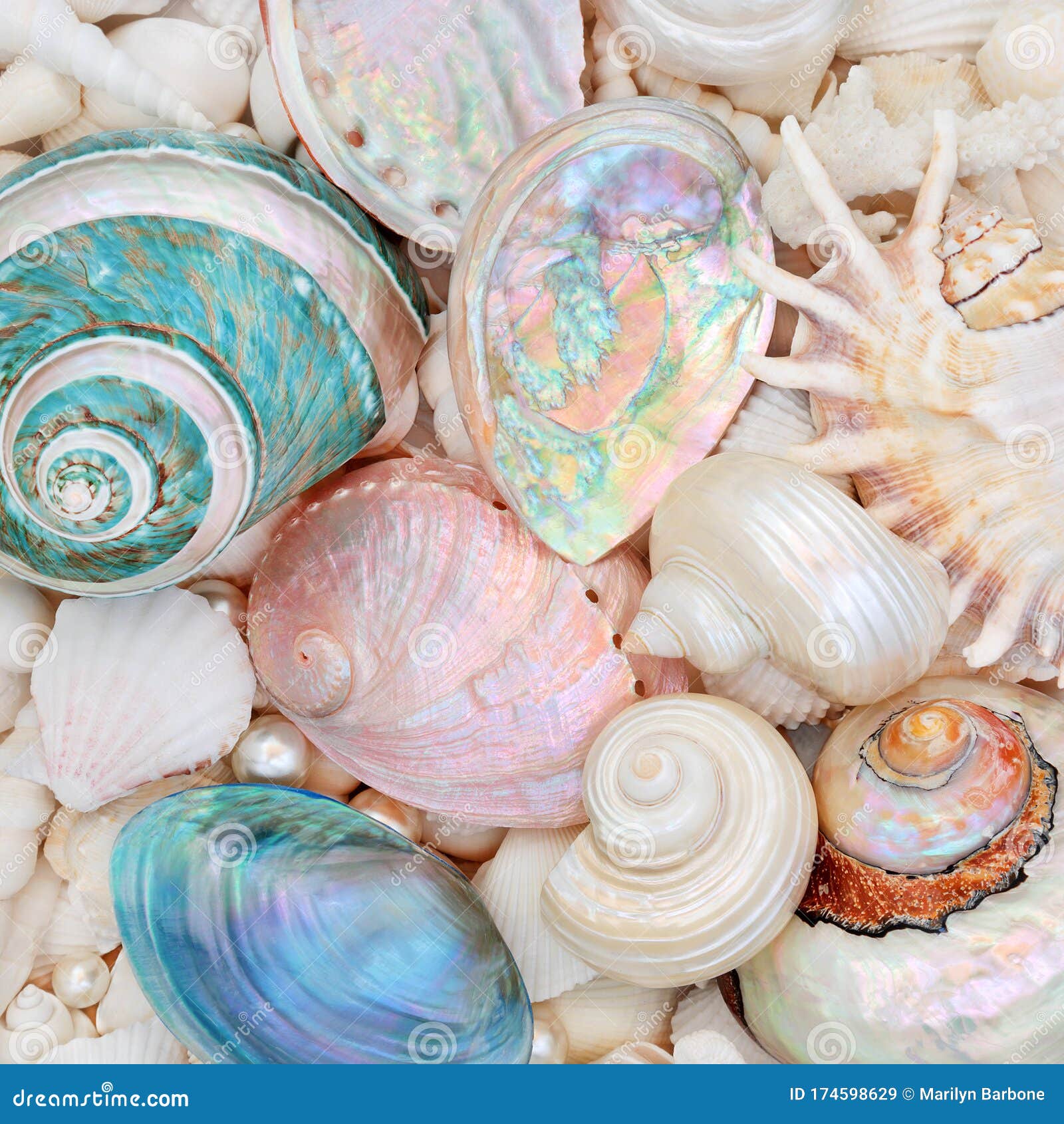 natural seashell beauty with mother of pearl shells