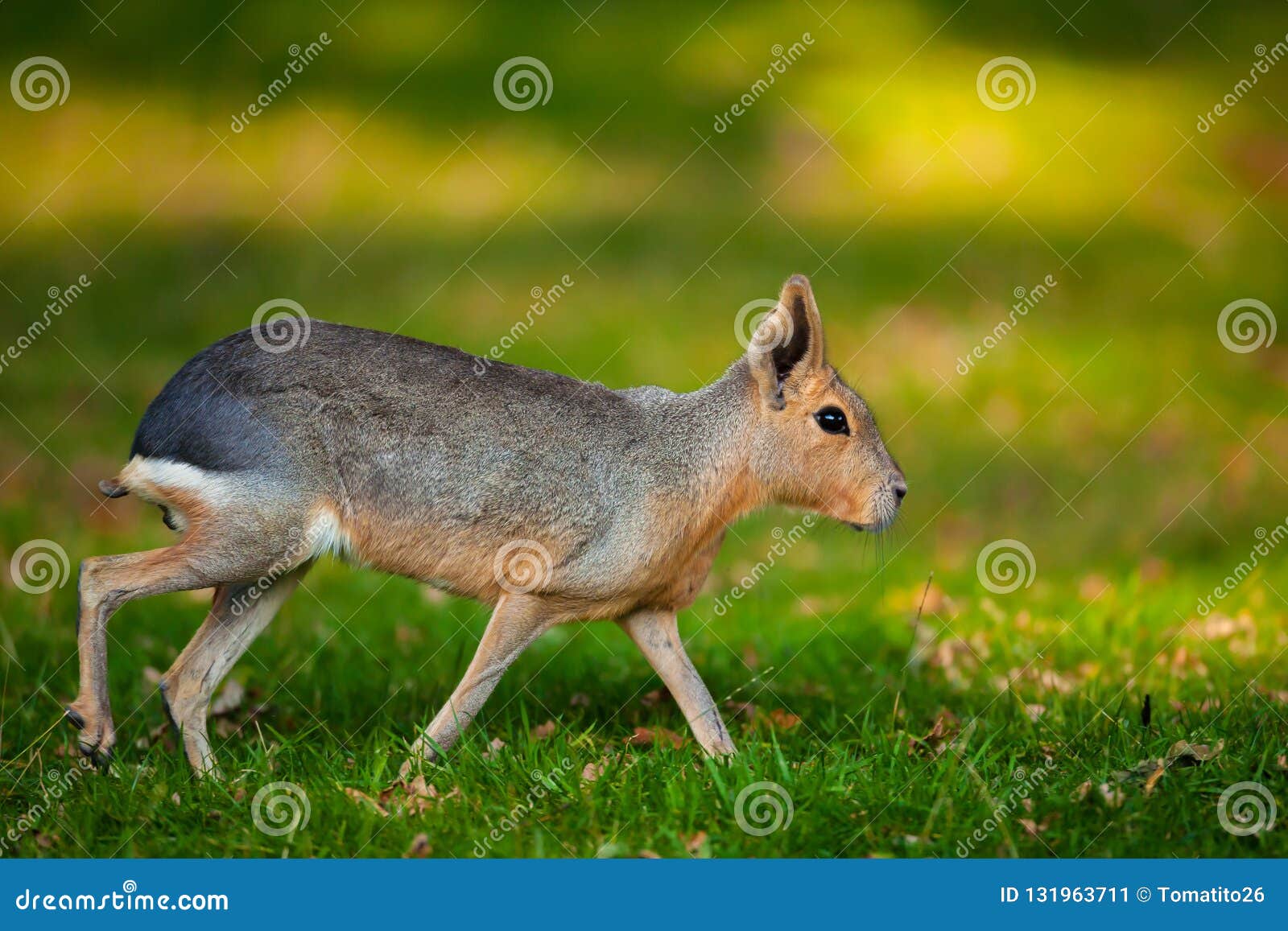 natural shot of patagonian mara animal dolichotis patagonum with nice blurry sunny background