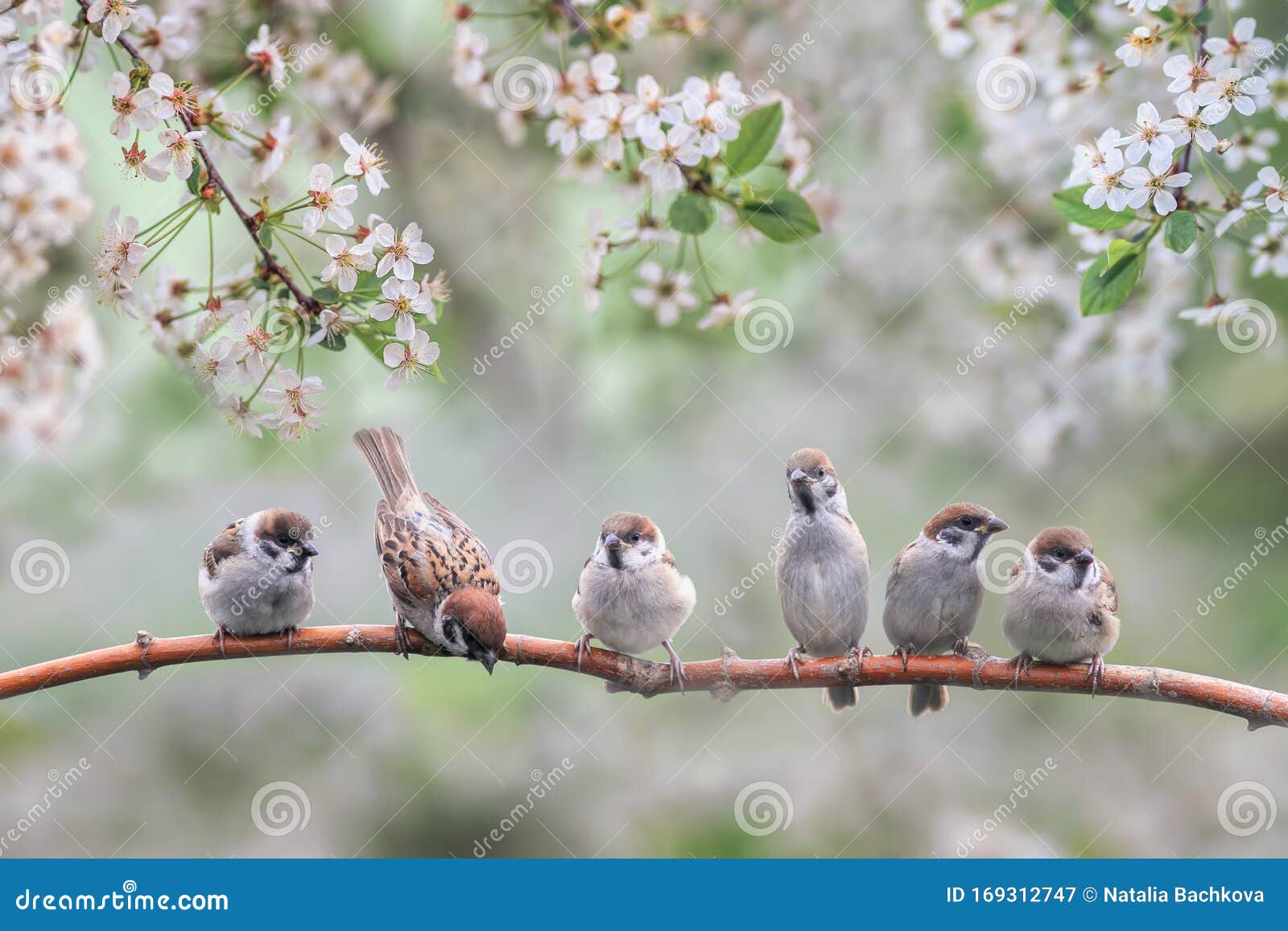 natural background with small birds on a branch white cherry blossoms in the may garden