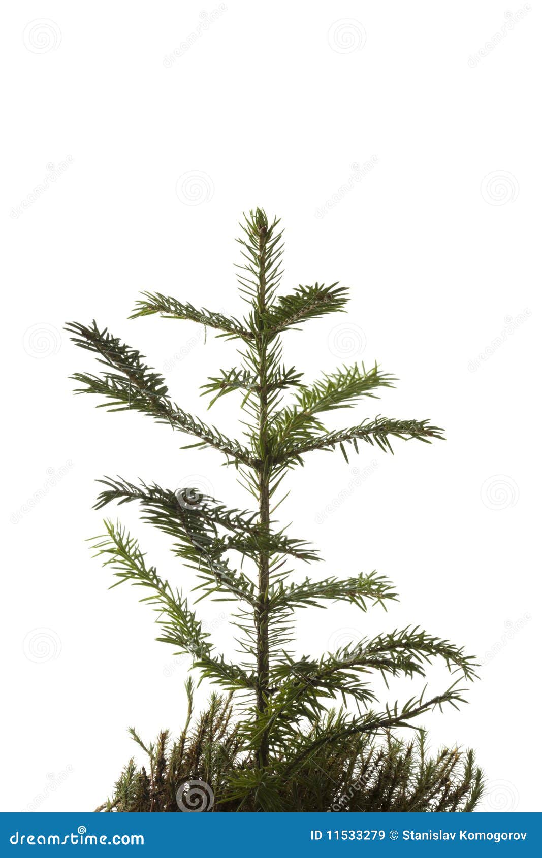 Natural Small Christmas Fir Tree Stock Image Image of natural, grass
