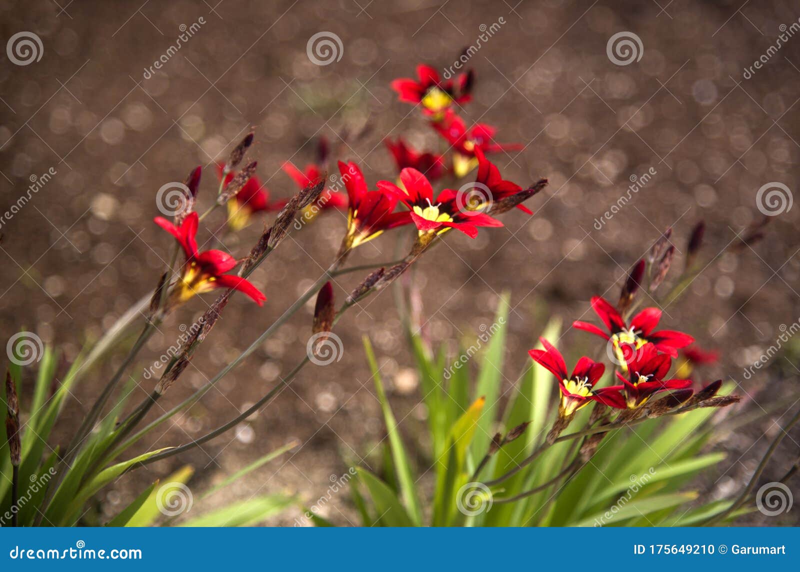 Natural Sparaxis Tricolor Flower At Garden Stock Photo Image Of Bright Growth