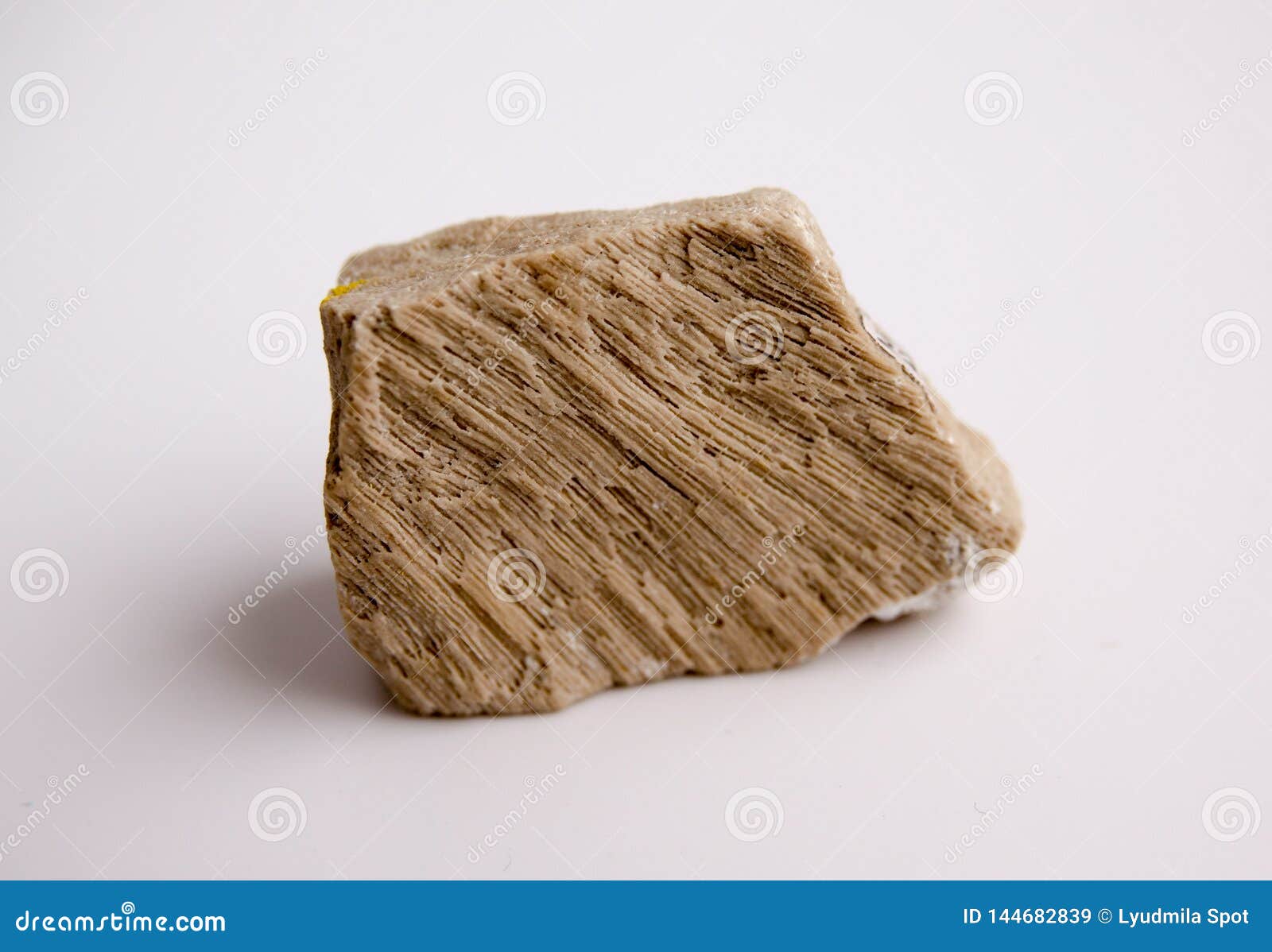 natural specimen of foraminiferal ooze limestone - organogenic sedimentary rock