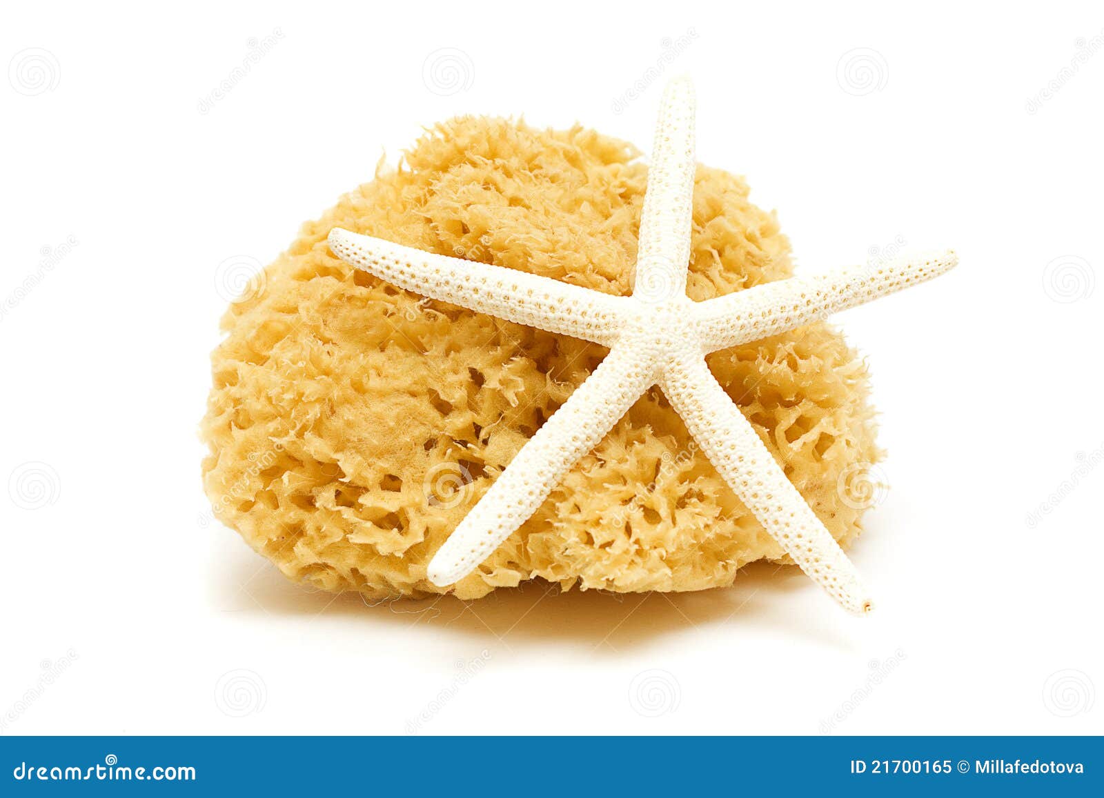 Natural Sponge And Starfish Stock Image Image 21700165