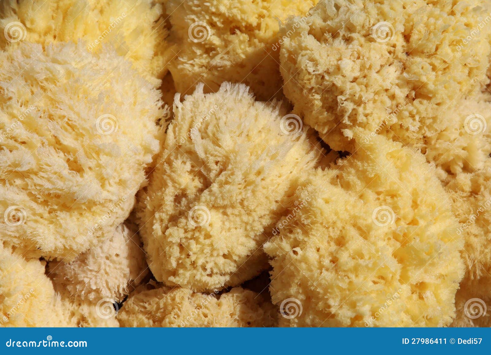 Natural sponges stock image. Image of clean, hygiene 27986411