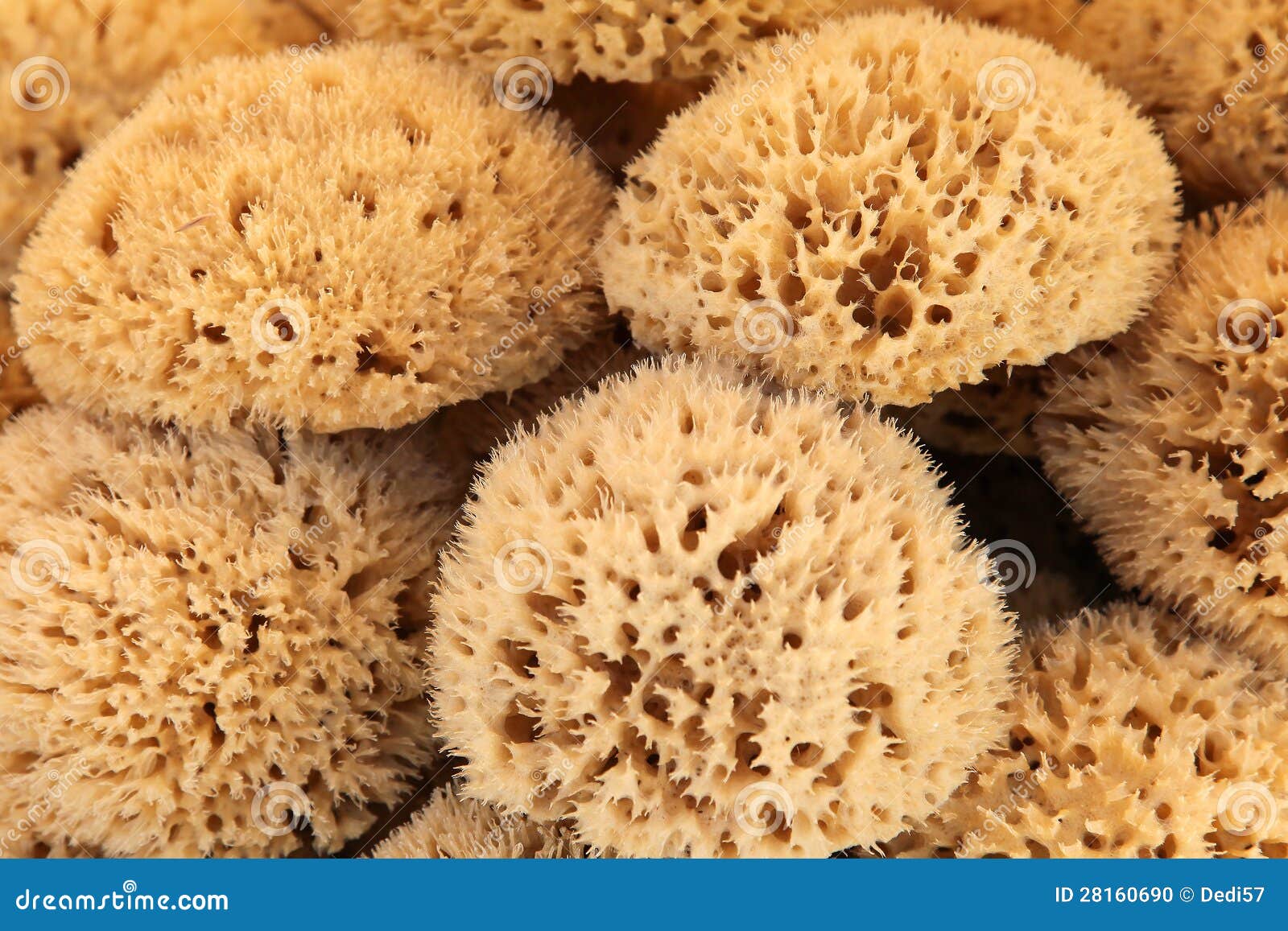 Natural sponges stock photo. Image of objects, beauty 28160690