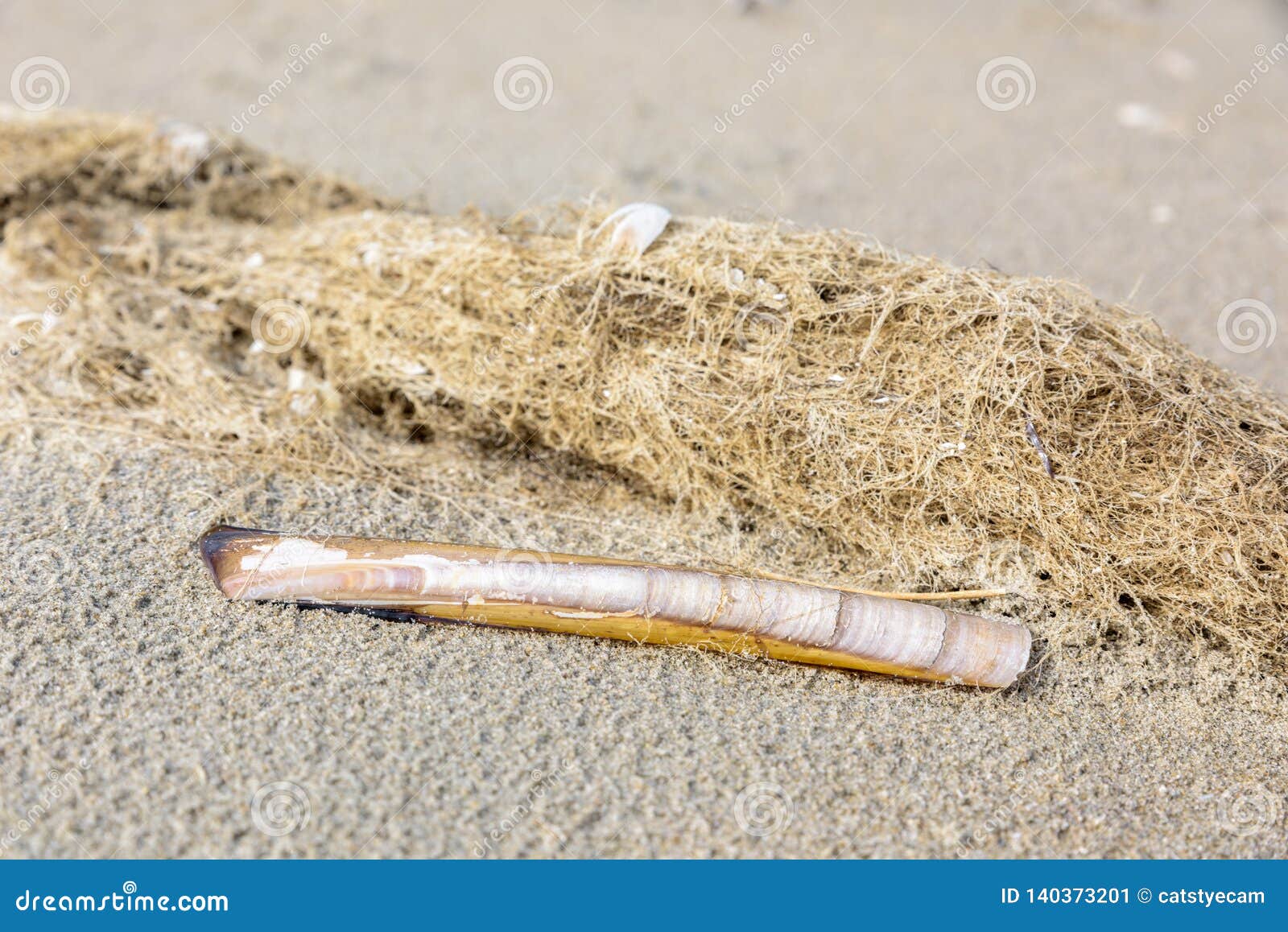 a razor ensis ensis at the beach