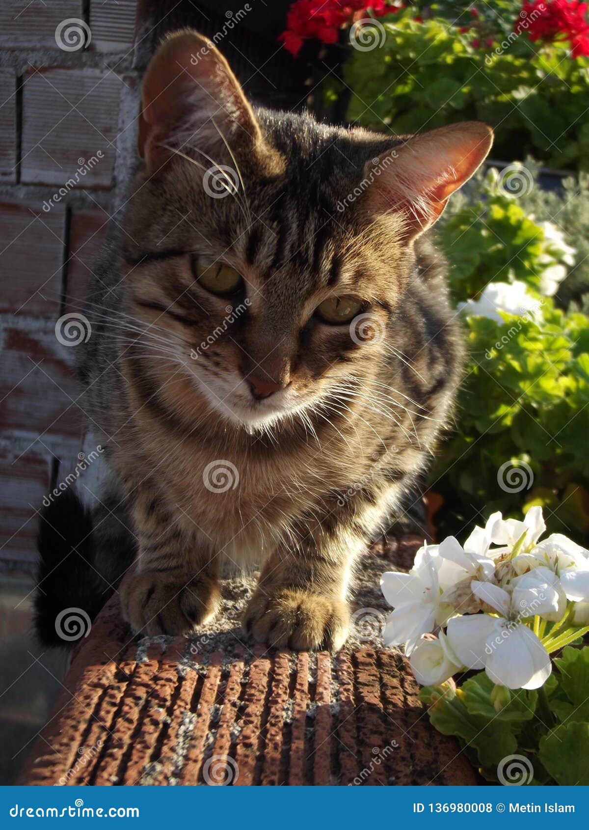 Natural Tabby Cat and Geranium Flowers Stock Photo Image of feline