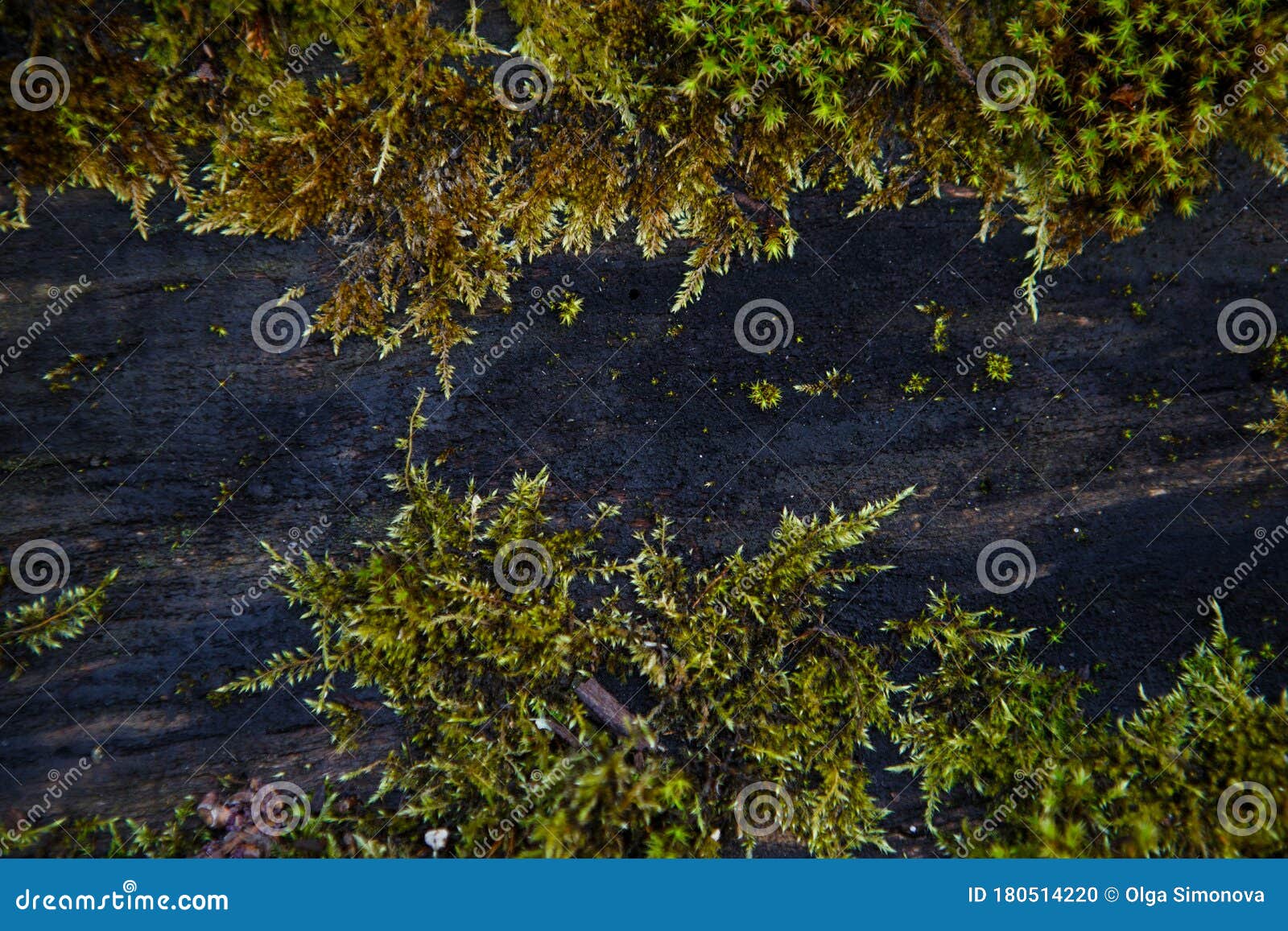 natural texture of moss on wet wood - soft forest floor on the ground and on the stump.
