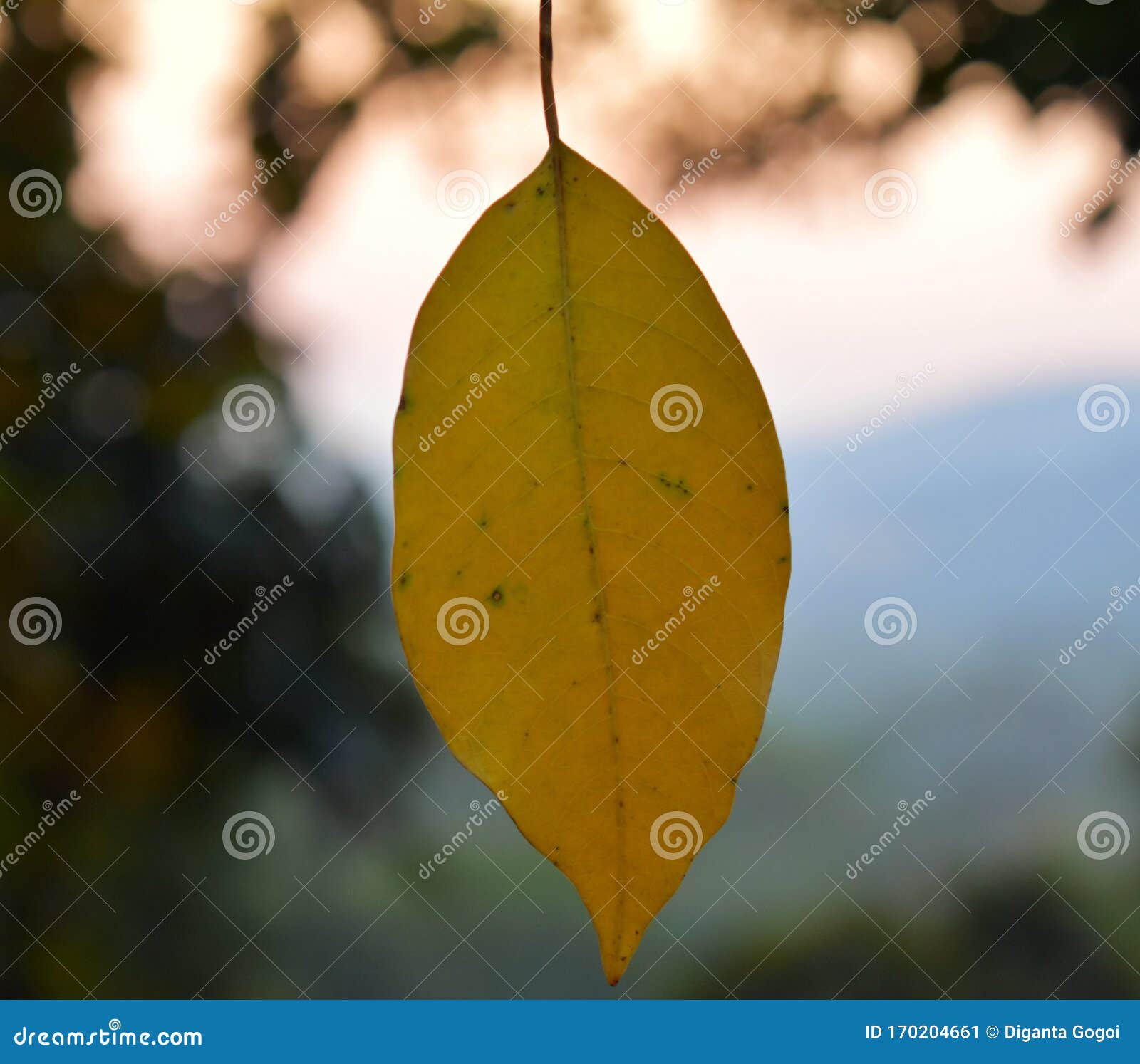 natural tree leaves walpaper