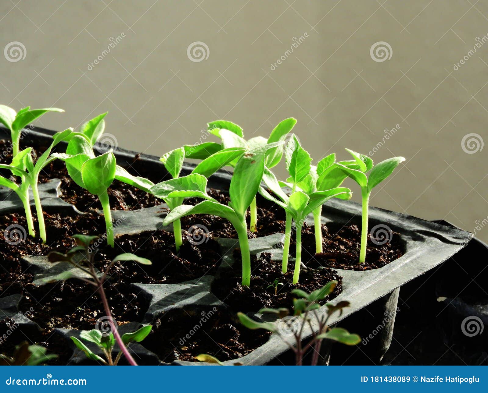 Natural Vegetable Seedlings, Agriculture and Vegetable Seedlings