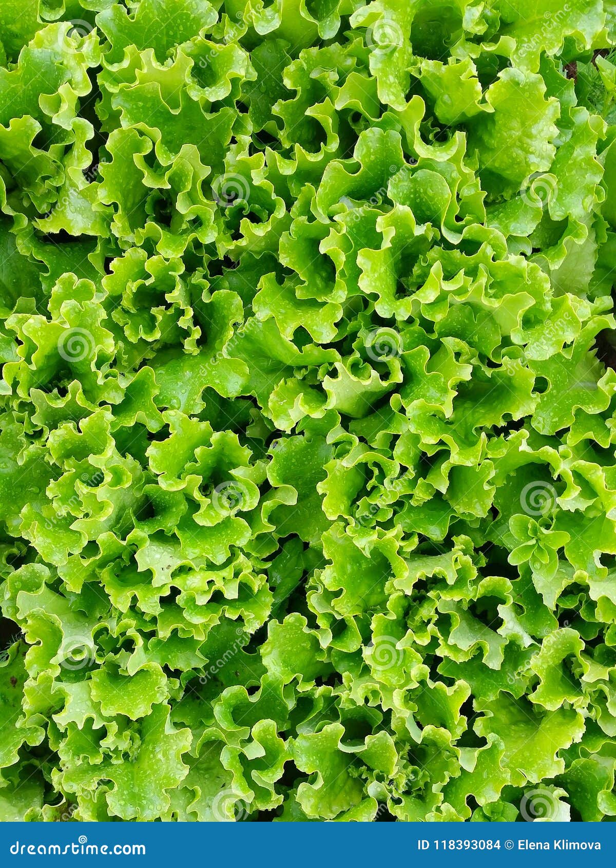 lettuce salad greenbackground foliage leaves