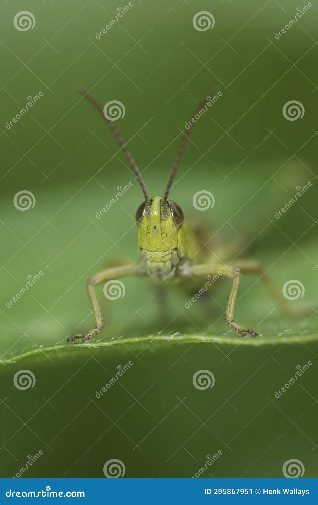 vertical frontal closeup on the european meadow grasshopper, pseudochorthippus parallelus