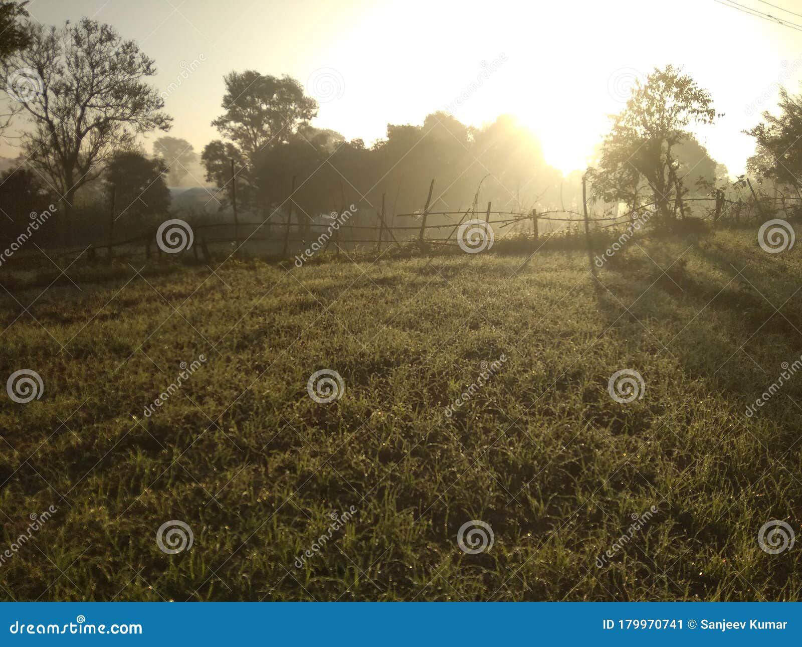 natural view of sunrise at wheat fields