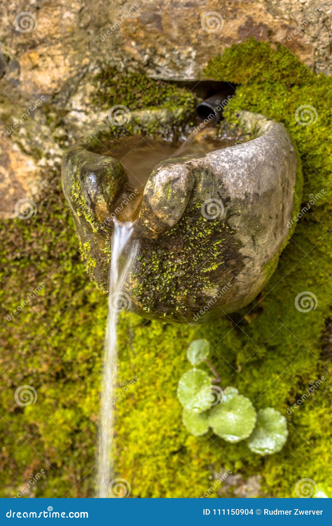 Natural Water Source Covered In Moss Stock Photo Image Of Clean