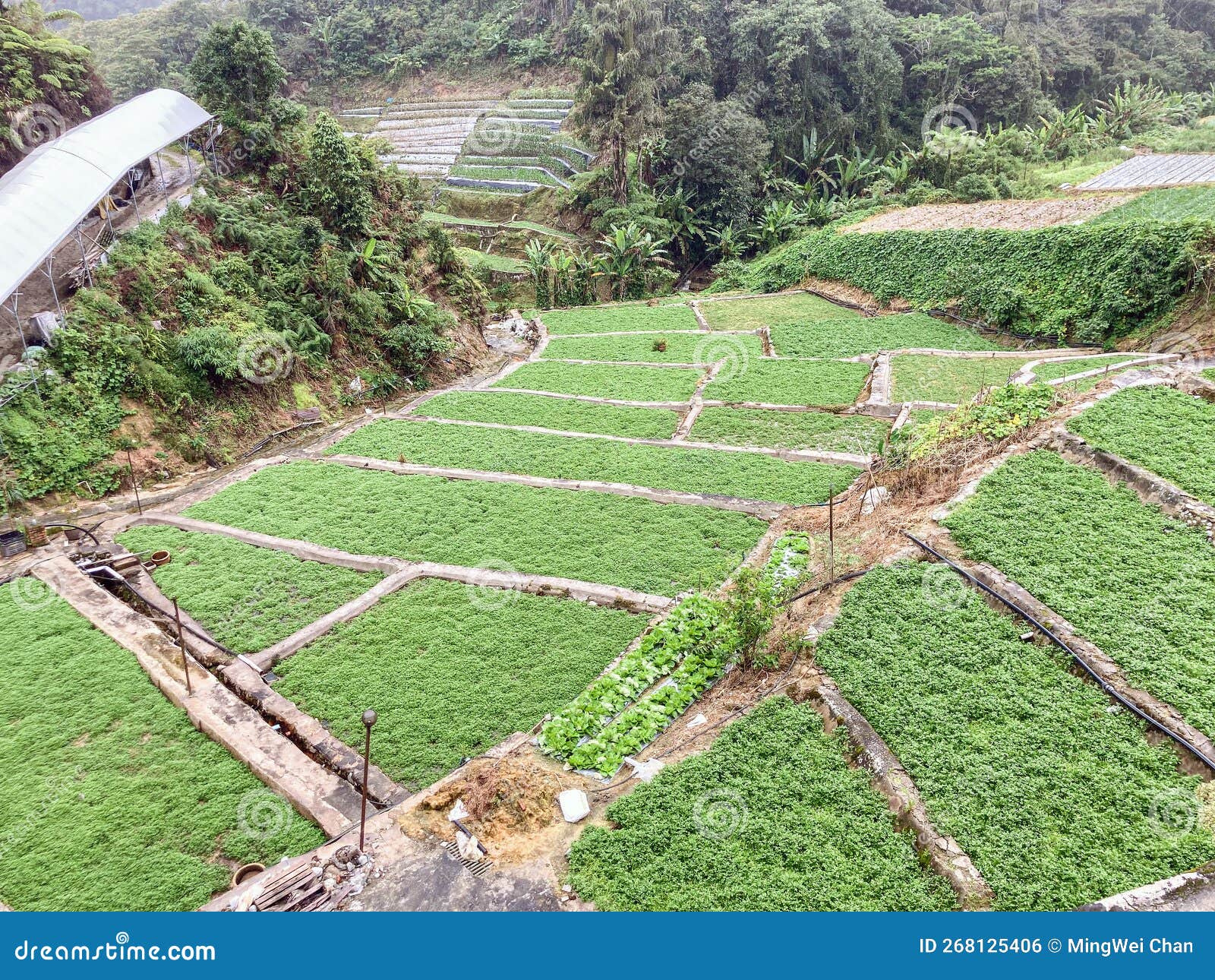 Natural watercress farm stock photo. Image of beverage 268125406