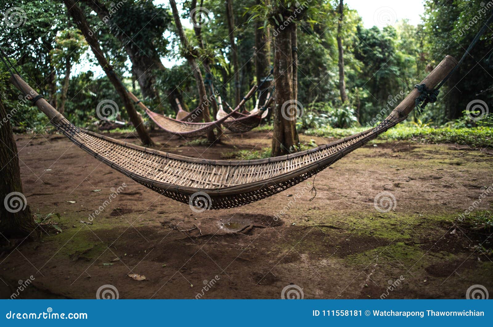 Natural Weave Hammock in Forest Stock Image Image of summer, tree