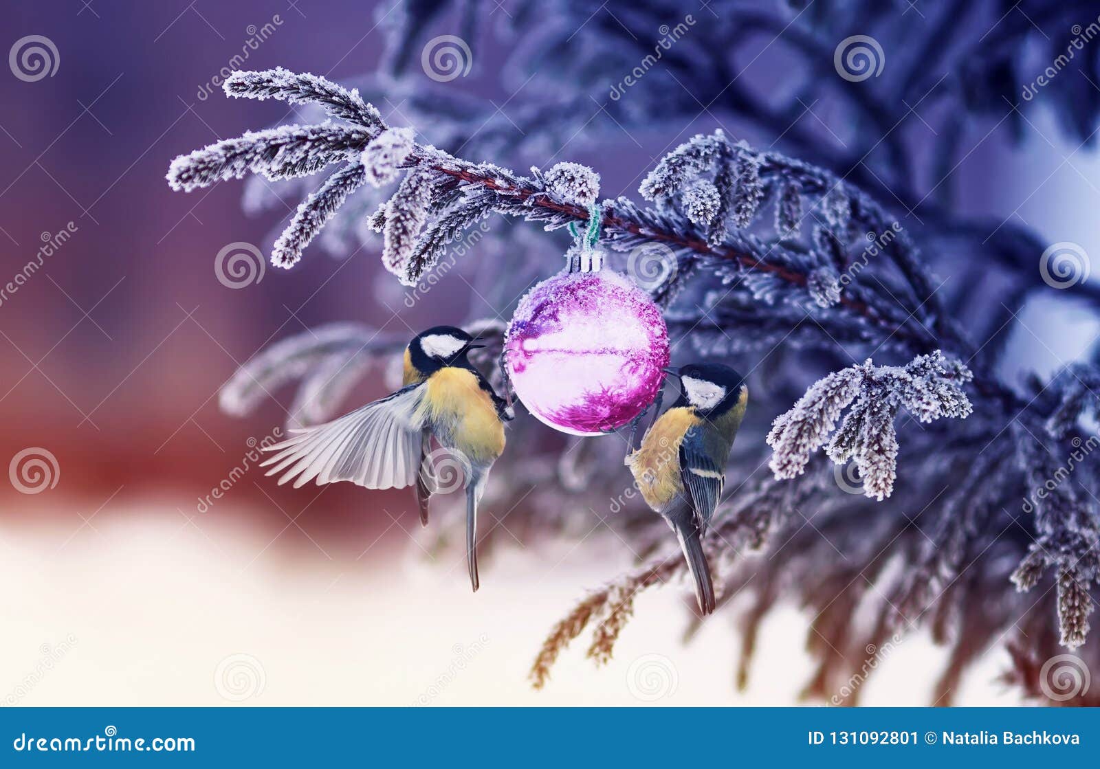 Natural Winter Background with Beautiful Birds Tits Hang on a Sh