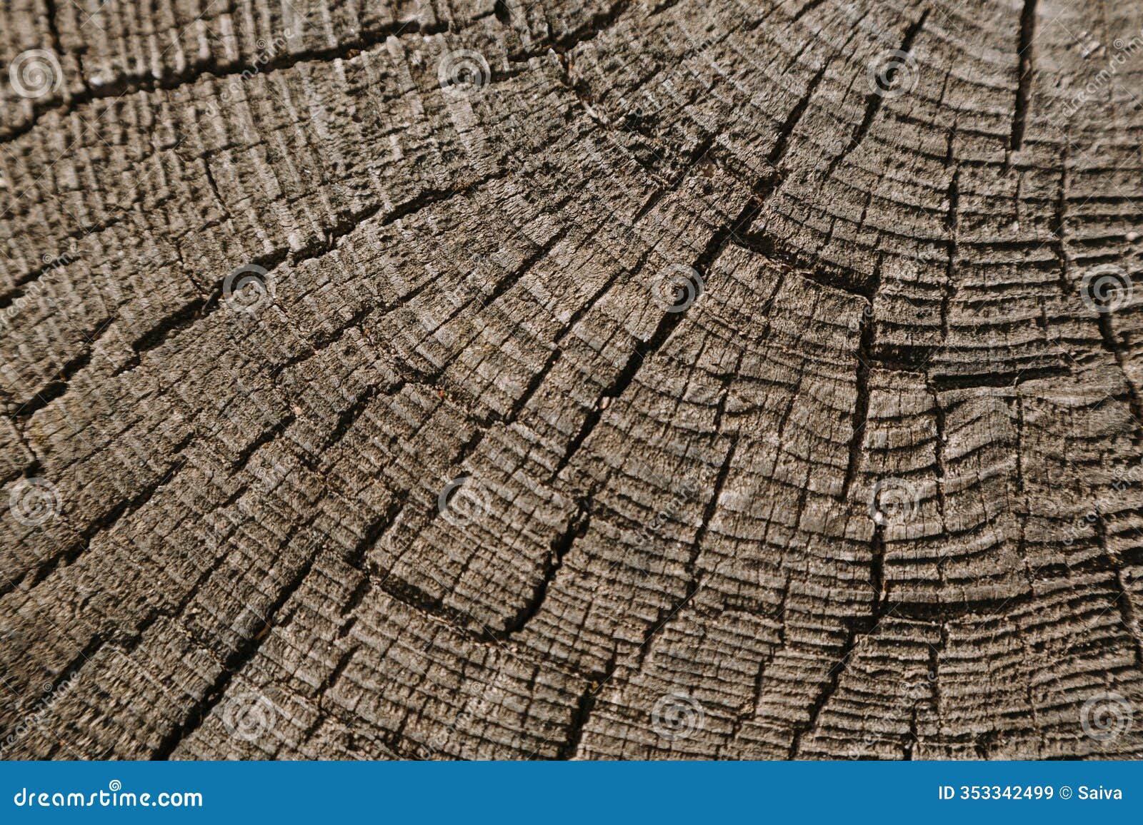 natural wood cut texture with circular rings and cracks.