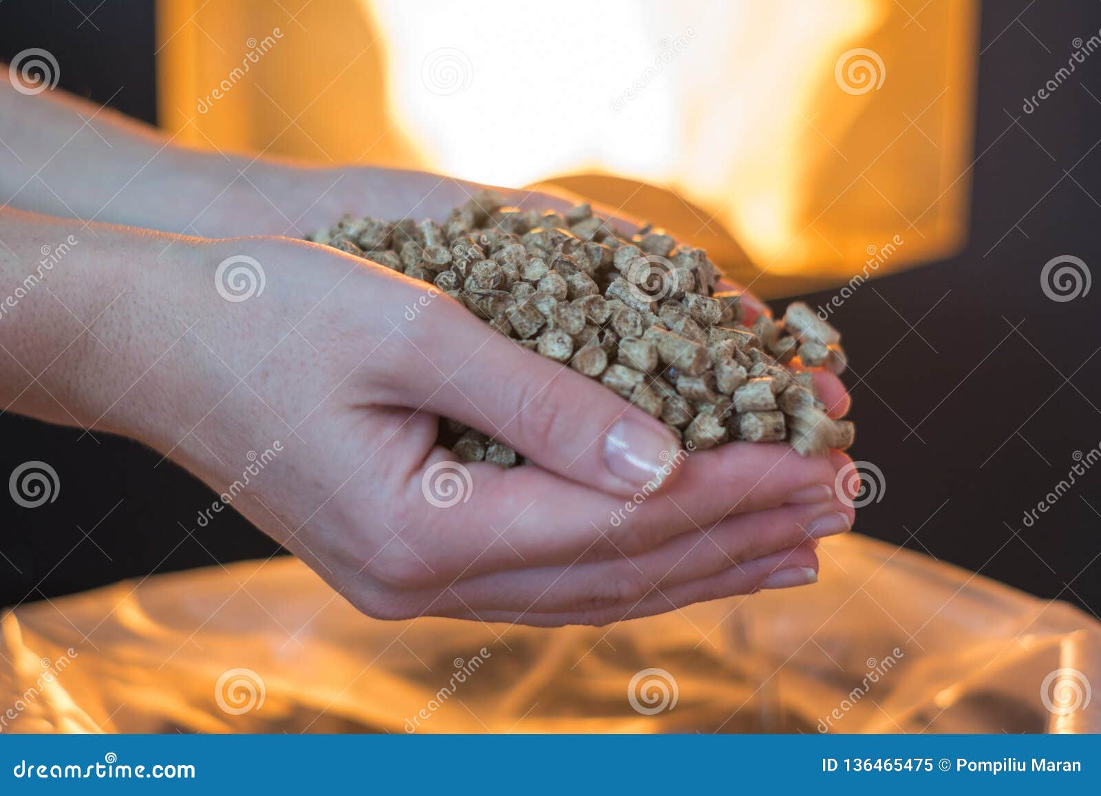 natural wood pellet for heating in women`s hands, bio fuel