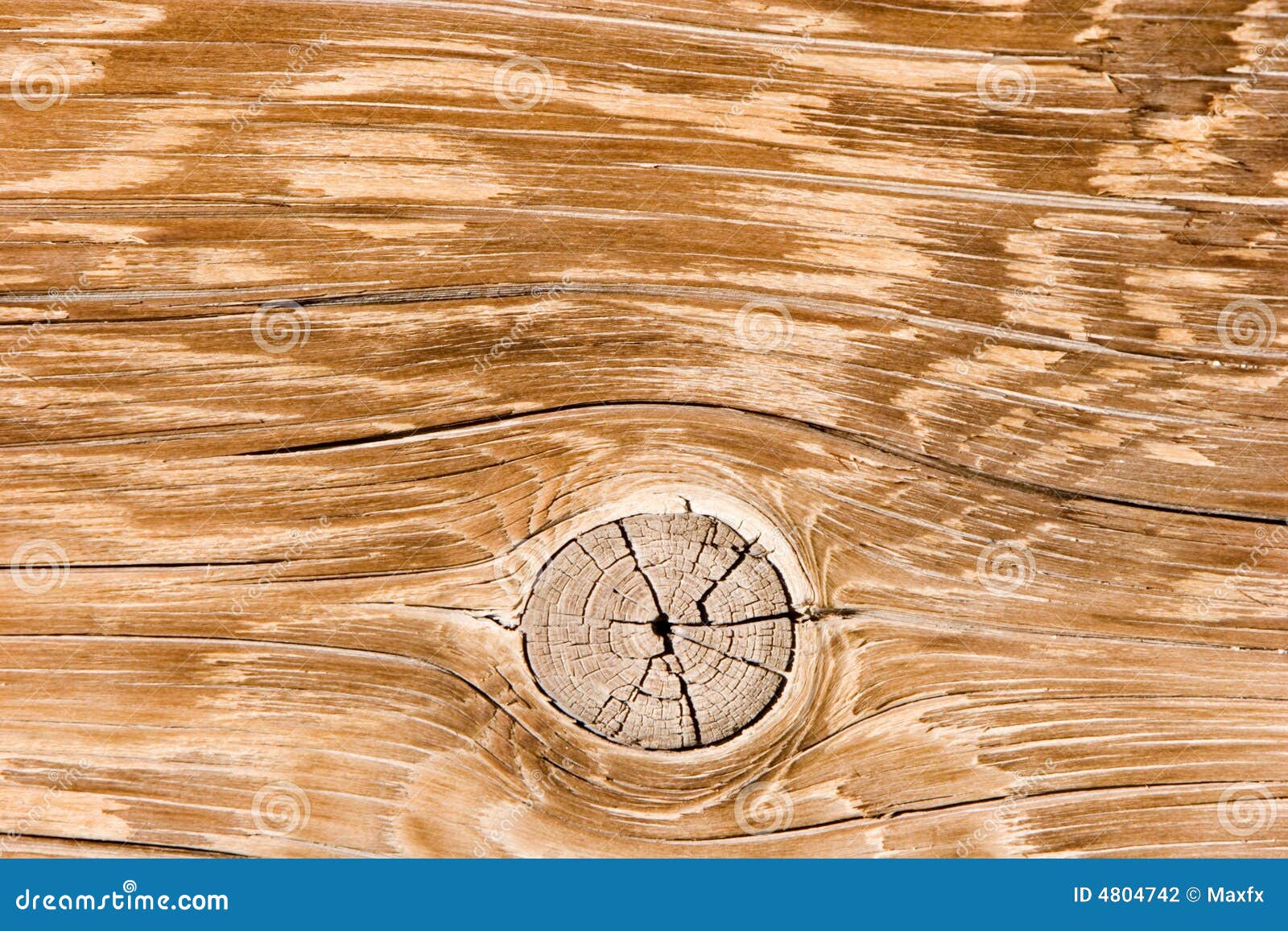 Natural Wood Texture Closeup Stock Photo Image of cracks, growth 4804742