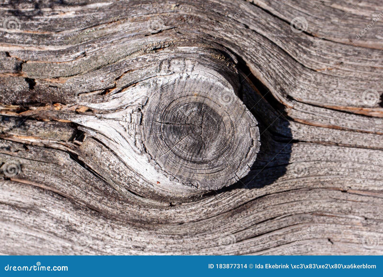 Natural Wood Old Tree Trunk Background Stock Photo Image Of, 49% OFF