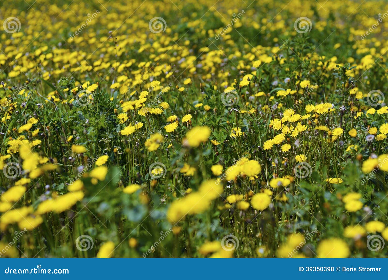 Natural Yellow Flower Field Stock Photo Image of dandelion, ecology