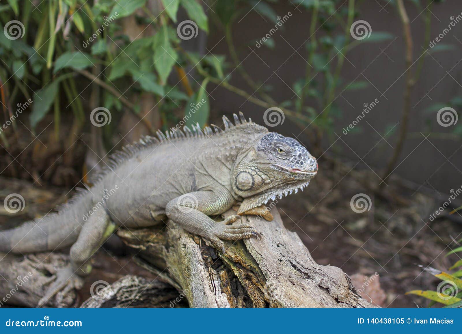 nature animal naturaleza africa parque park