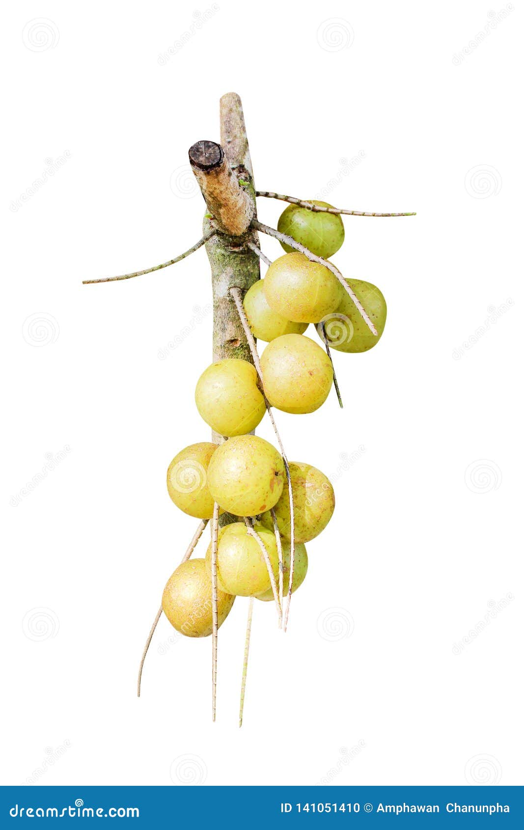 Naturaleza del manojo de la grosella espinosa india o de la fruta orgánica del emblica del phyllanthus aislada en el fondo blanco. Naturaleza ascendente cercana del manojo de la grosella espinosa india o de la fruta orgánica del emblica del phyllanthus aislada en el fondo blanco con la trayectoria de recortes