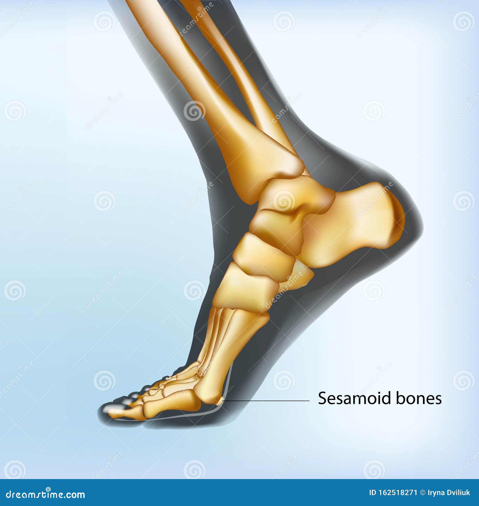 naturalistic visualization of sesamoid bones of foot.