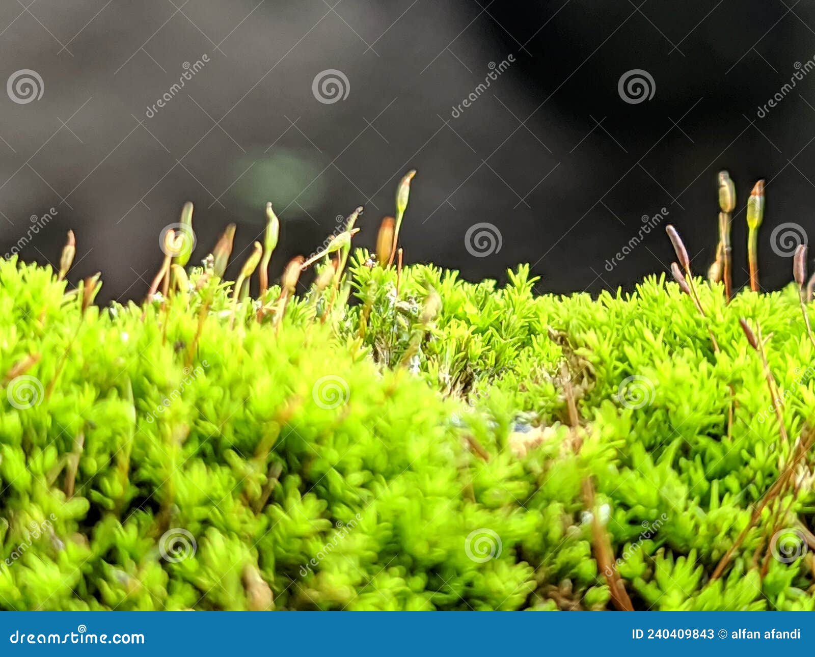 naturall green moss