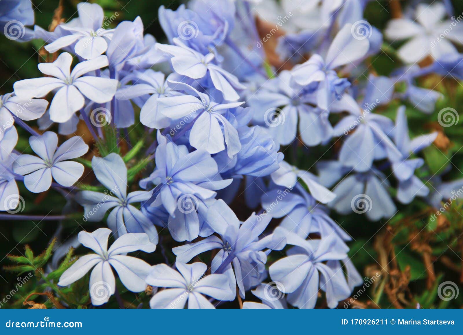 Naturalmente Bello Jazmín Azul Flores Con Hojas Verdes Imagen de archivo -  Imagen de flor, exterior: 170926211