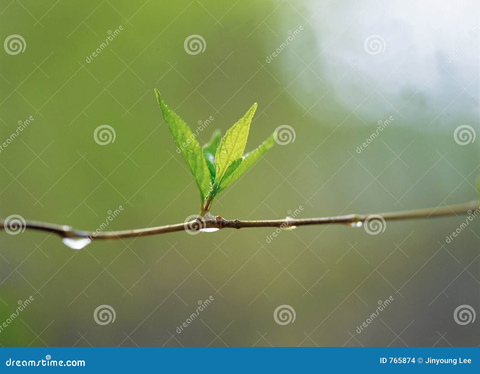 6,318 New Shoots On Twig Images, Stock Photos, 3D objects