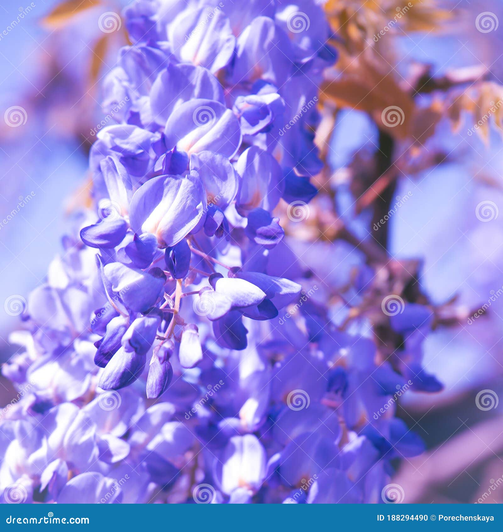 Nature Aesthetics Wallpaper Blooming Blue Flowers Stock Photo Image Of Tree Wallpaper