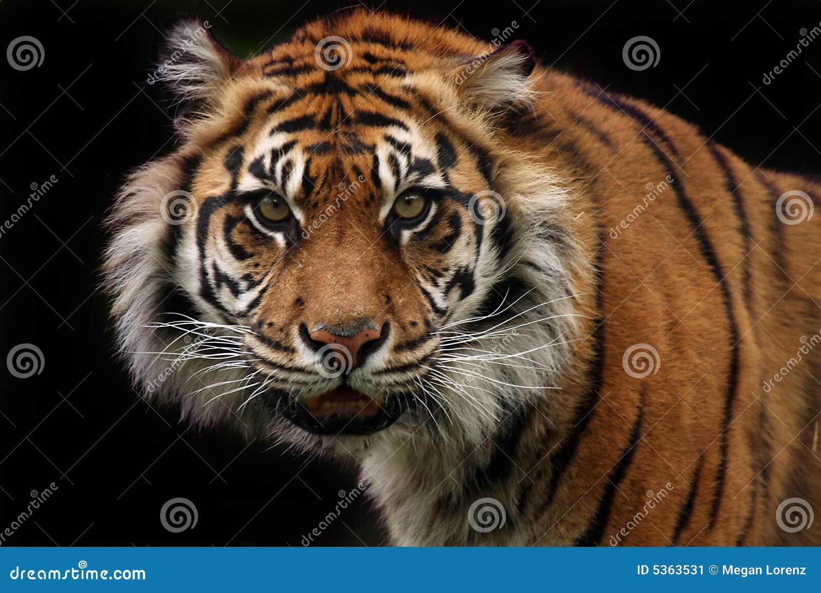Nature of Aggression stock image. Image of closeup, eyes 5363531
