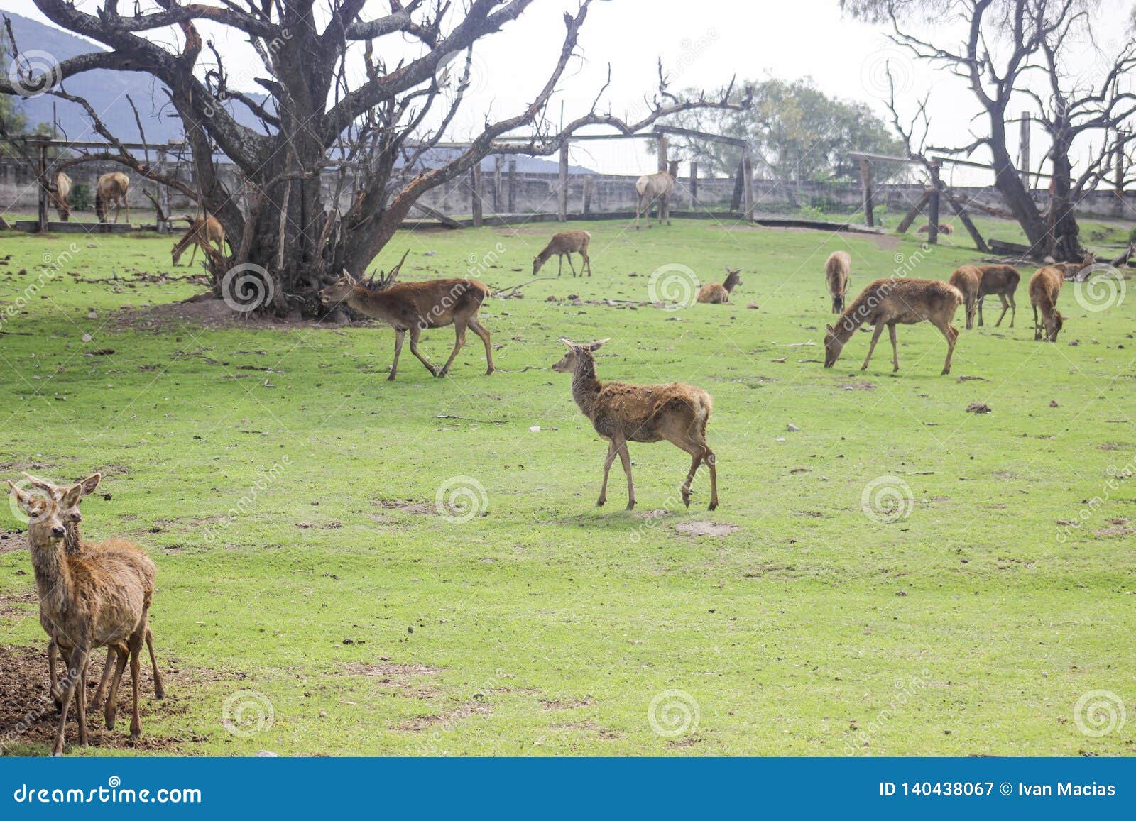 nature animal naturaleza africa parque park