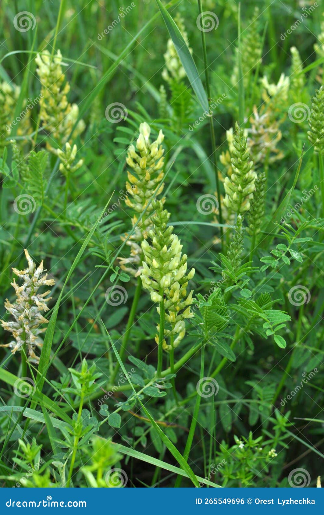 In Nature, Astragalus Cicer Grows among Herbs Stock Photo Image of