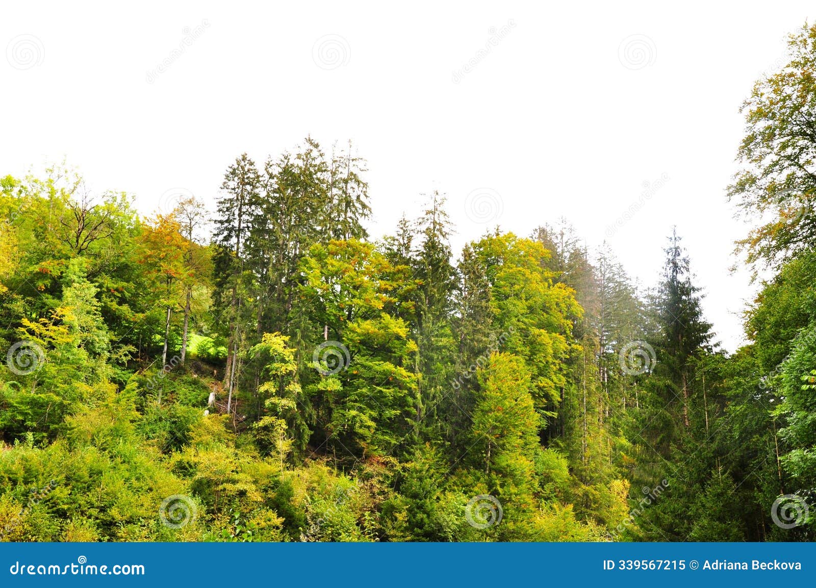 nature in autumn colours