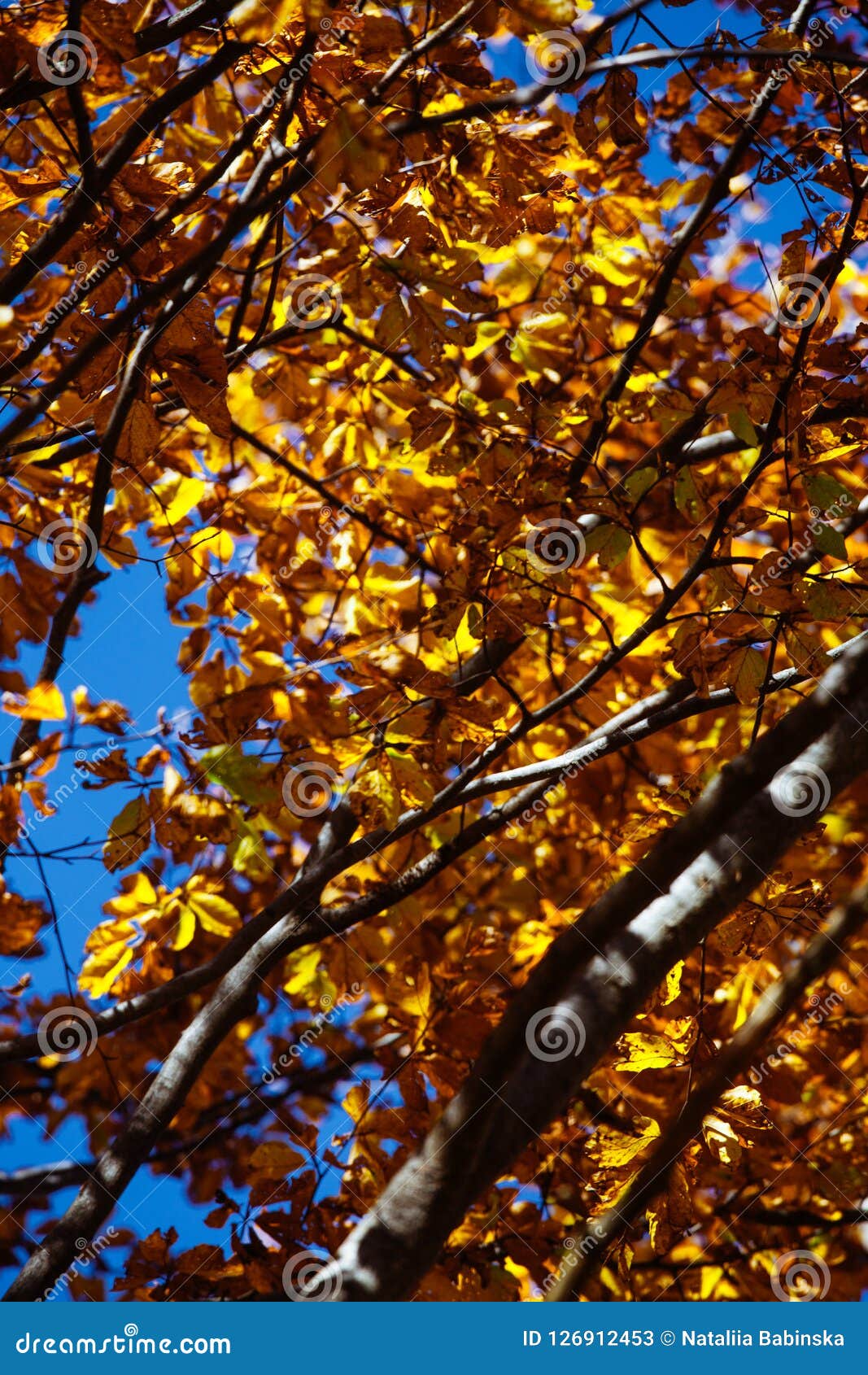 Nature Autumn Sunshine Leaves Yellow Stock Image Image Of Sunshine