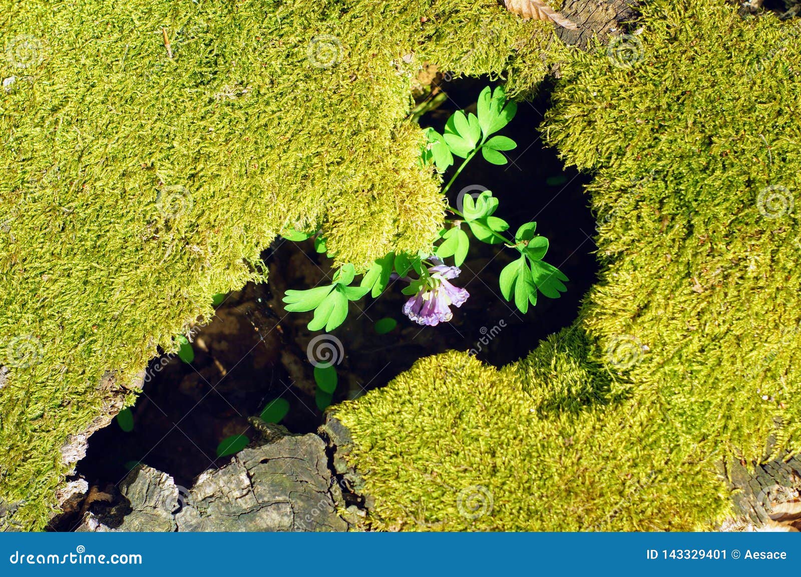 Nature awakens in green stock image. Image of spring 143329401