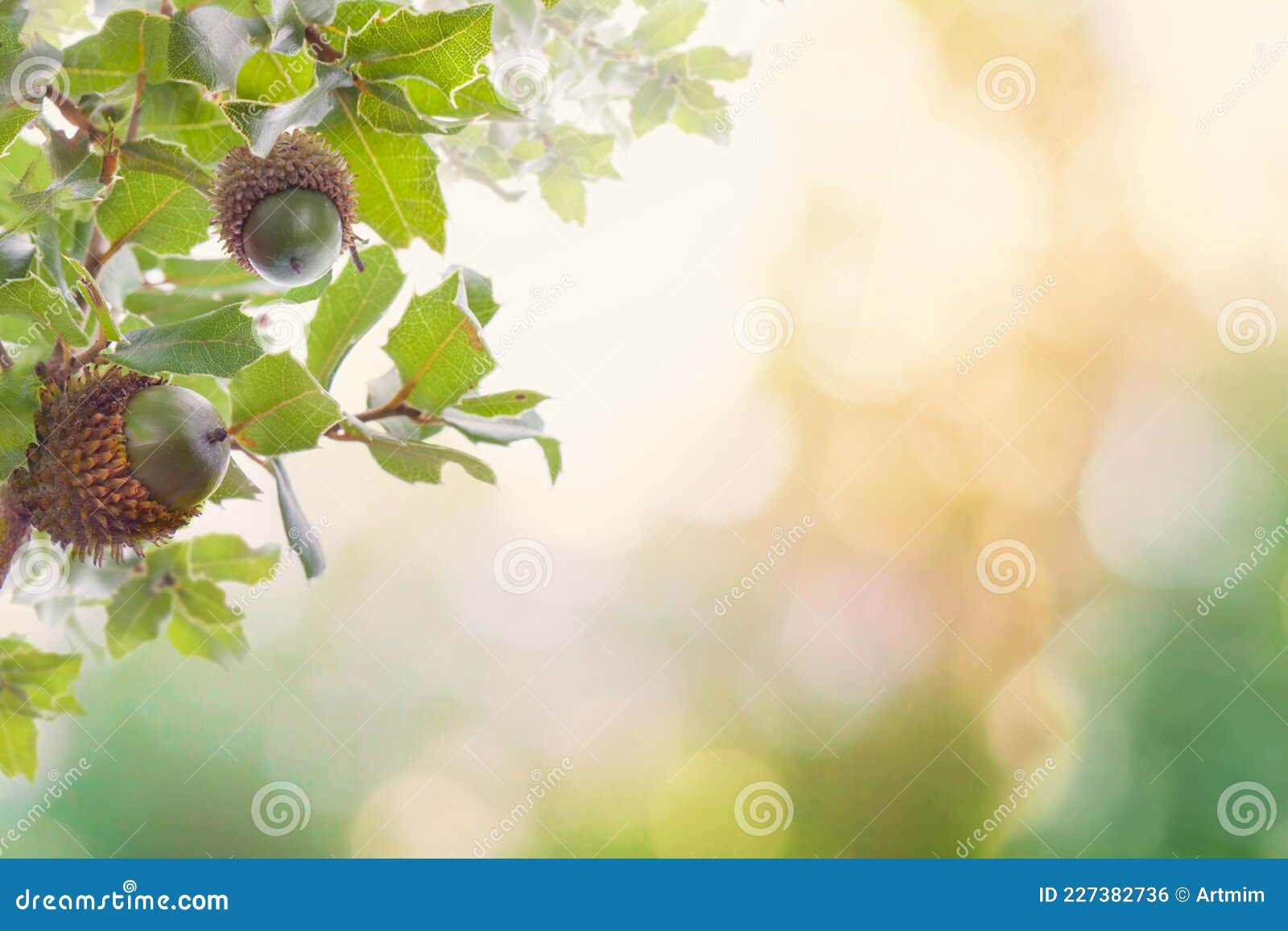 Nature Background with Acorn, Oak Leaves and Bokeh Stock Photo Image of defocused, copy: 227382736