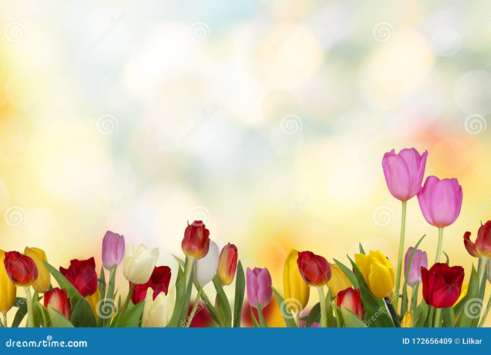 nature background. beautiful colored tulips flowers with copyspace